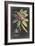 Dramatic Royal Botanical V-George Ehret-Framed Art Print