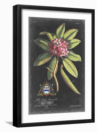 Dramatic Royal Botanical V-George Ehret-Framed Art Print
