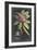 Dramatic Royal Botanical V-George Ehret-Framed Art Print