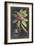 Dramatic Royal Botanical V-George Ehret-Framed Art Print