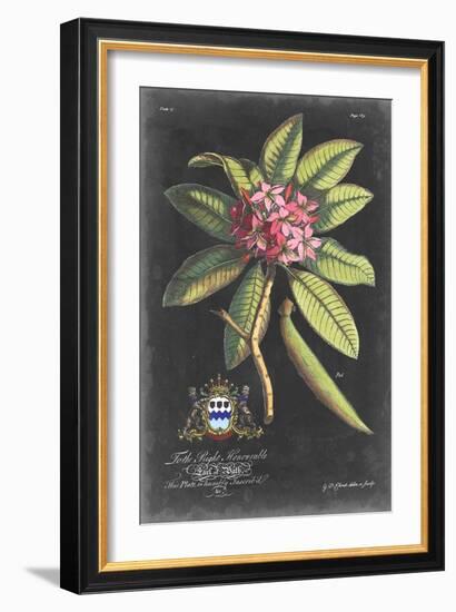 Dramatic Royal Botanical V-George Ehret-Framed Art Print