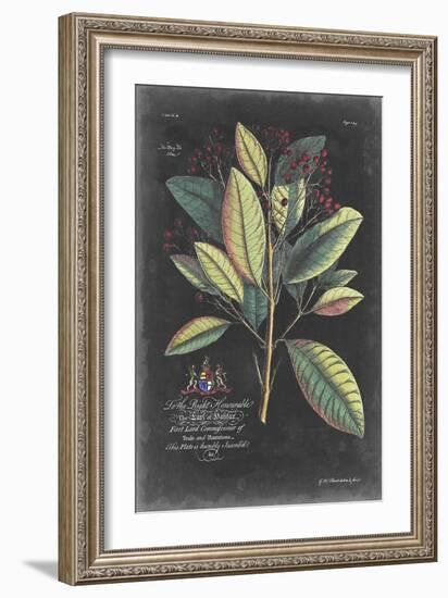 Dramatic Royal Botanical VI-George Ehret-Framed Art Print