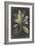 Dramatic Royal Botanical VI-George Ehret-Framed Art Print