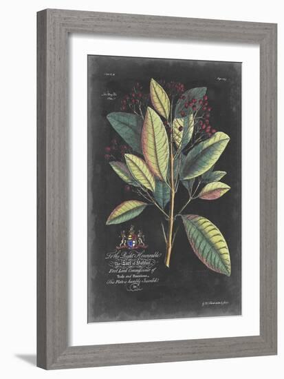 Dramatic Royal Botanical VI-George Ehret-Framed Art Print