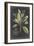 Dramatic Royal Botanical VI-George Ehret-Framed Art Print