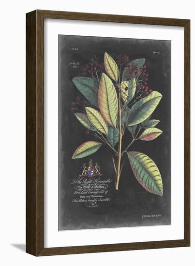 Dramatic Royal Botanical VI-George Ehret-Framed Art Print