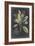 Dramatic Royal Botanical VI-George Ehret-Framed Art Print