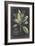 Dramatic Royal Botanical VI-George Ehret-Framed Art Print