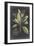 Dramatic Royal Botanical VI-George Ehret-Framed Art Print