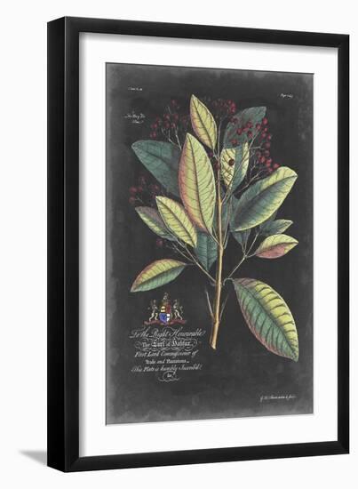 Dramatic Royal Botanical VI-George Ehret-Framed Art Print