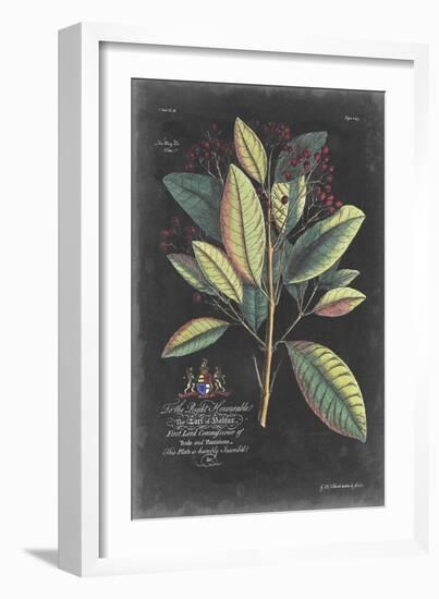 Dramatic Royal Botanical VI-George Ehret-Framed Art Print