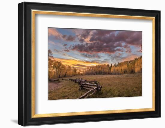 Dramatic Sunset Light on Aspen Grove at Owl Creek Pass in the Uncompahgre National Forest, Colorado-Chuck Haney-Framed Photographic Print