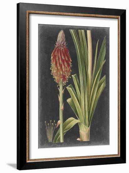 Dramatic Tropicals IV-Vision Studio-Framed Art Print