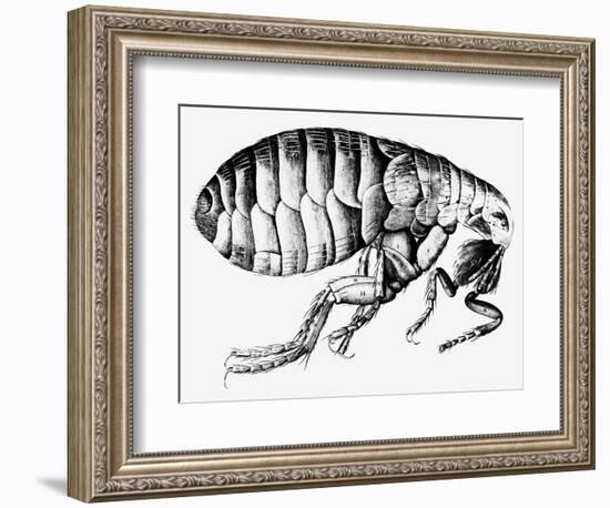 Drawing of a Flea-Science Photo Library-Framed Photographic Print