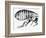 Drawing of a Flea-Science Photo Library-Framed Photographic Print