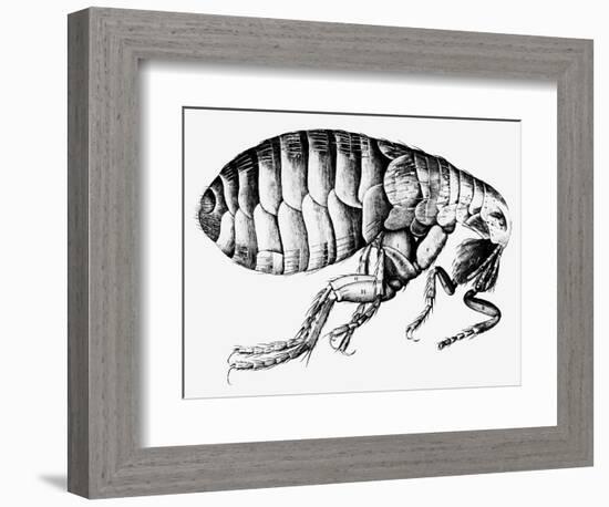 Drawing of a Flea-Science Photo Library-Framed Photographic Print