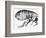 Drawing of a Flea-Science Photo Library-Framed Photographic Print