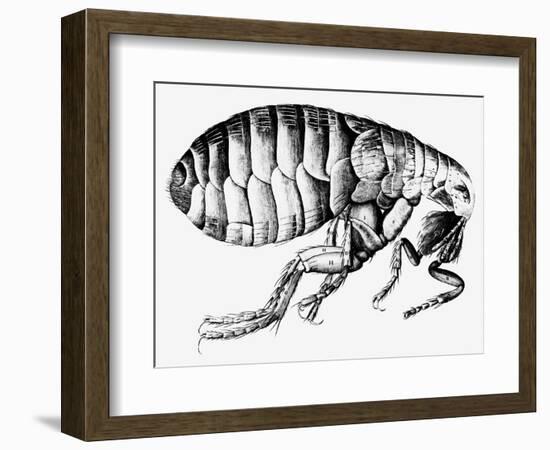 Drawing of a Flea-Science Photo Library-Framed Photographic Print