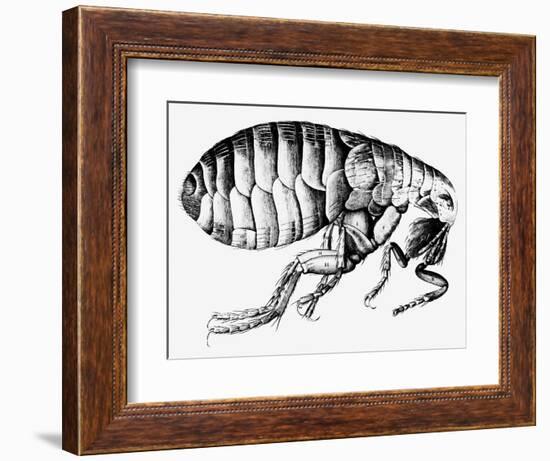 Drawing of a Flea-Science Photo Library-Framed Photographic Print