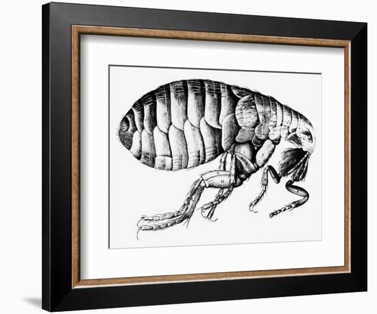 Drawing of a Flea-Science Photo Library-Framed Photographic Print