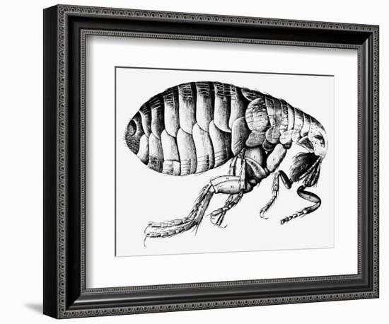 Drawing of a Flea-Science Photo Library-Framed Photographic Print