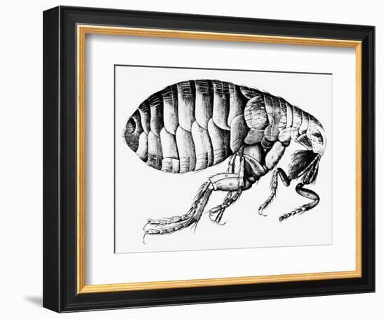 Drawing of a Flea-Science Photo Library-Framed Photographic Print