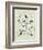 Drawing of butterflies and moths attributed to Settso-null-Framed Giclee Print