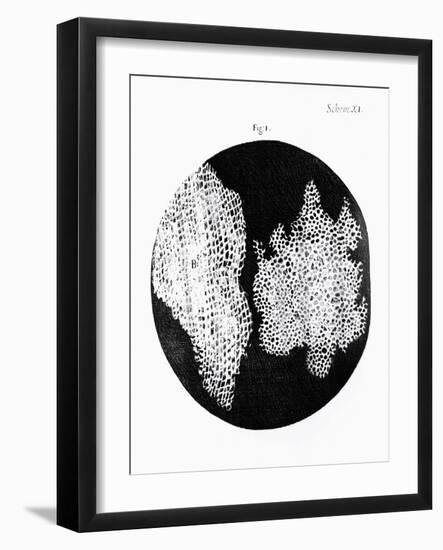 Drawing of Cork Under Microscope by Robert Hooke-Jeremy Burgess-Framed Photographic Print