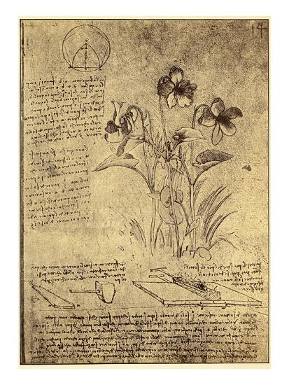 Drawing Of Flowers And Diagrams By Leonardo Da Vinci Giclee Print Bettmann Art Com Drawing Of Flowers And Diagrams By Leonardo Da Vinci Giclee Print Bettmann Art Com