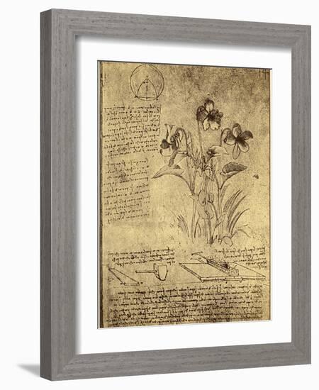 Drawing of Flowers and Diagrams by Leonardo da Vinci-Bettmann-Framed Giclee Print