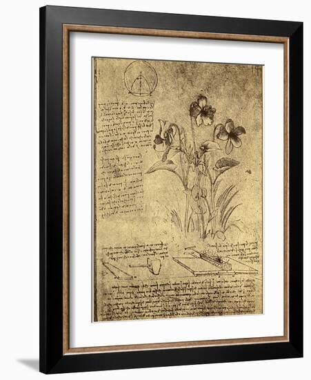 Drawing of Flowers and Diagrams by Leonardo da Vinci-Bettmann-Framed Giclee Print