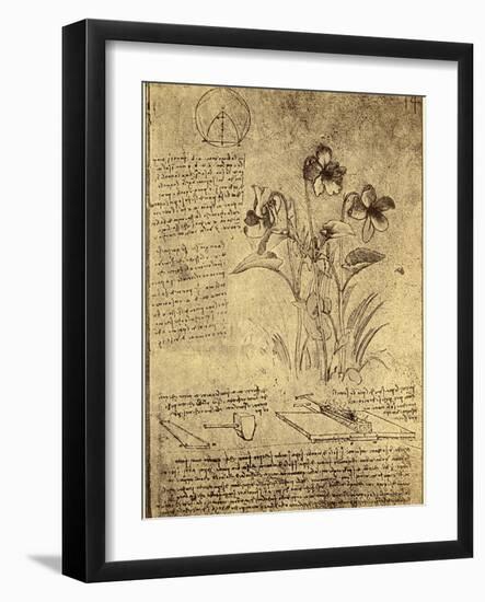 Drawing of Flowers and Diagrams by Leonardo da Vinci-Bettmann-Framed Giclee Print