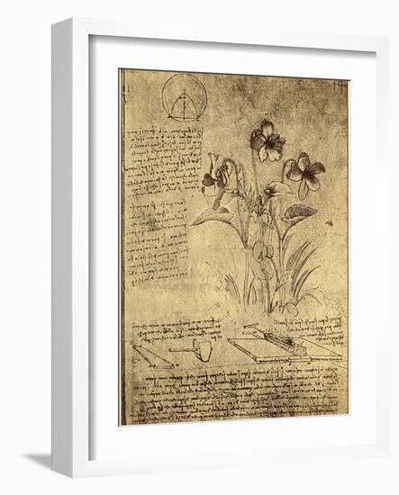 Drawing of Flowers and Diagrams by Leonardo da Vinci-Bettmann-Framed Giclee Print