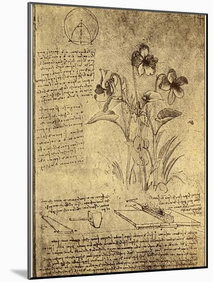 Drawing of Flowers and Diagrams by Leonardo da Vinci-Bettmann-Mounted Giclee Print