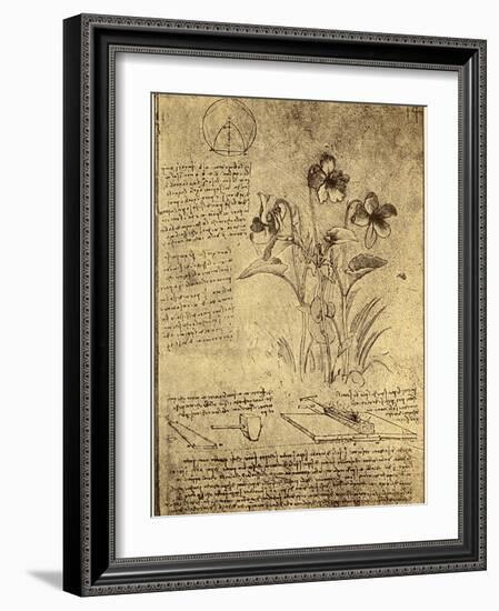 Drawing of Flowers and Diagrams by Leonardo da Vinci-Bettmann-Framed Giclee Print