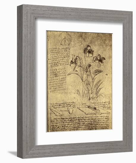 Drawing of Flowers and Diagrams by Leonardo da Vinci-Bettmann-Framed Giclee Print