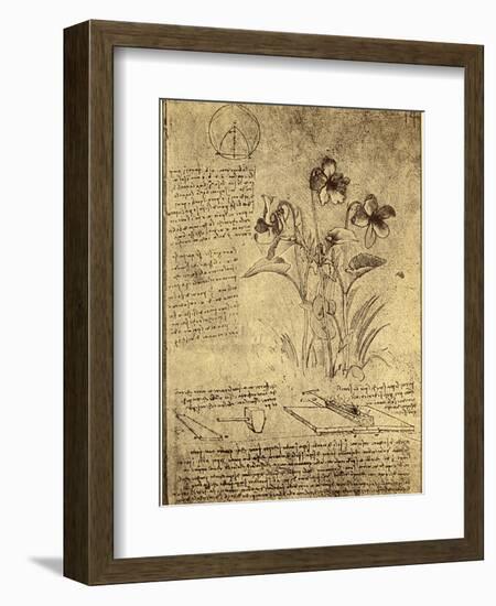 Drawing of Flowers and Diagrams by Leonardo da Vinci-Bettmann-Framed Giclee Print