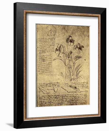 Drawing of Flowers and Diagrams by Leonardo da Vinci-Bettmann-Framed Giclee Print