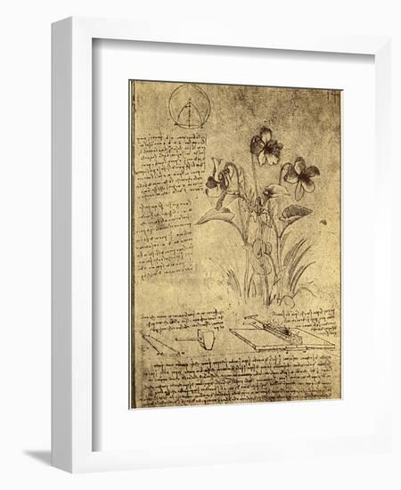 Drawing of Flowers and Diagrams by Leonardo da Vinci-Bettmann-Framed Giclee Print