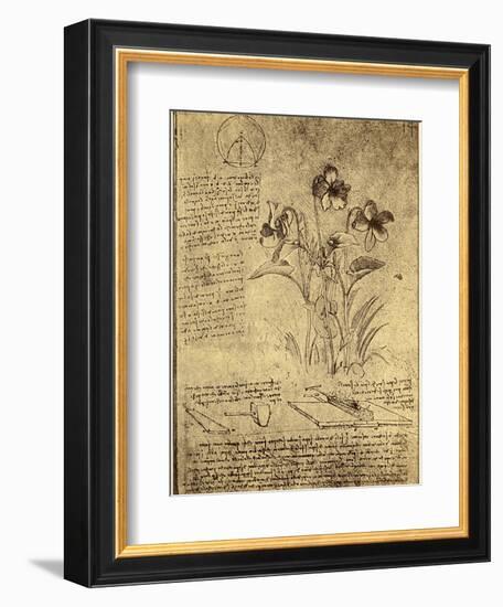 Drawing of Flowers and Diagrams by Leonardo da Vinci-Bettmann-Framed Giclee Print