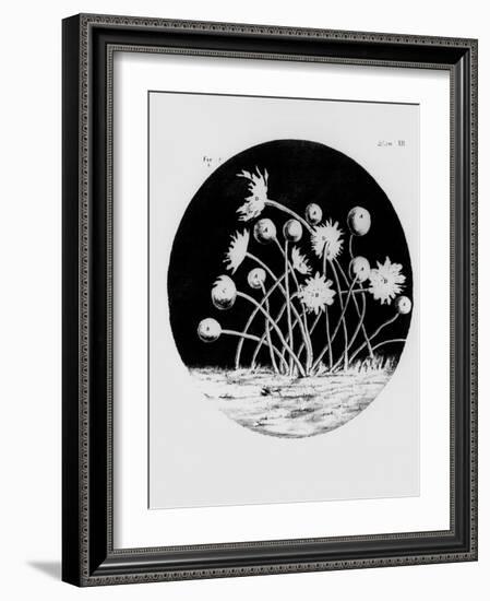 Drawing of Mould From Hooke's Micrographia-Jeremy Burgess-Framed Photographic Print
