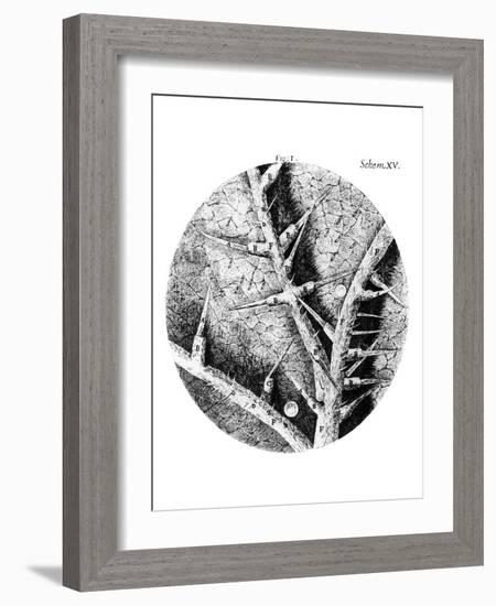 Drawing of Nettle From Hooke's Micrographia-Jeremy Burgess-Framed Photographic Print