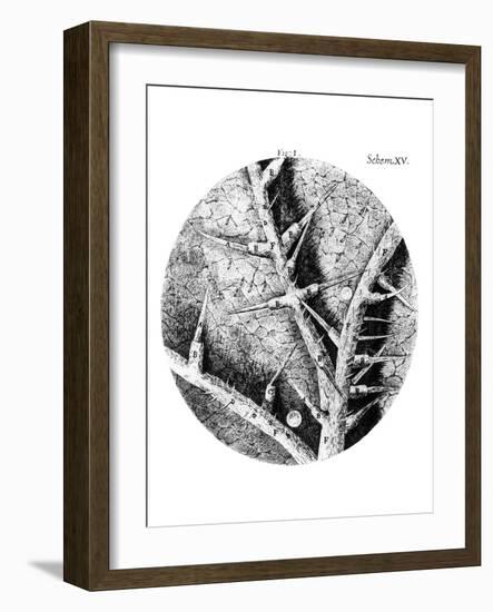 Drawing of Nettle From Hooke's Micrographia-Jeremy Burgess-Framed Photographic Print