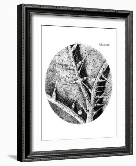 Drawing of Nettle From Hooke's Micrographia-Jeremy Burgess-Framed Photographic Print