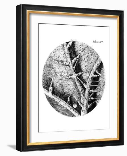 Drawing of Nettle From Hooke's Micrographia-Jeremy Burgess-Framed Photographic Print