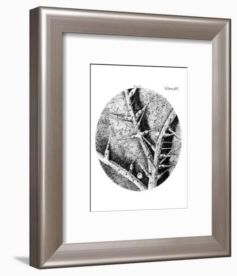 Drawing of Nettle From Hooke's Micrographia-Jeremy Burgess-Framed Photographic Print