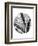 Drawing of Nettle From Hooke's Micrographia-Jeremy Burgess-Framed Photographic Print