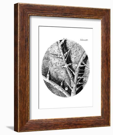 Drawing of Nettle From Hooke's Micrographia-Jeremy Burgess-Framed Photographic Print