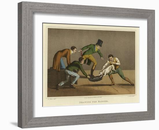 Drawing the Badger-Henry Thomas Alken-Framed Giclee Print