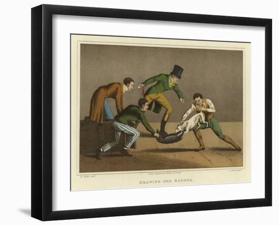 Drawing the Badger-Henry Thomas Alken-Framed Giclee Print